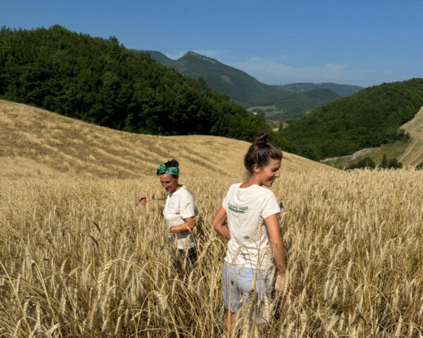 PANE integrale di grano tenero - immagine 2